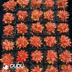 Echeveria Jelly Beans 3-5 Heads Clustering - Image 2