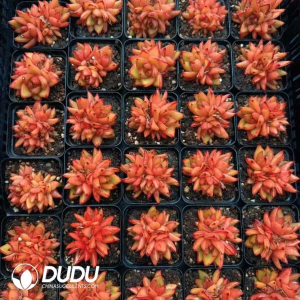Echeveria Jelly Beans 3-5 Heads Clustering - Image 2