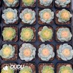 Echeveria Jade Diamond Jenny - Image 2