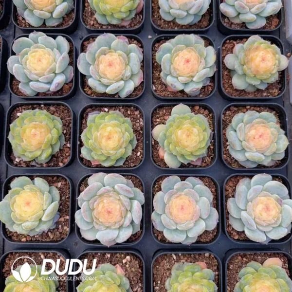 Echeveria Jade Diamond Jenny - Image 2