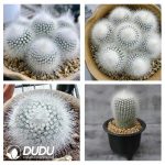 500Pcs Parodia scopa var. albispinus Seeds - Image 2