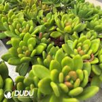 Echeveria Mango Milk 3 Heads Clustering - Image 2