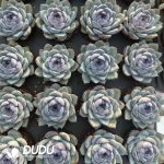 Echeveria Bright Moon - Image 2