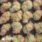 Echeveria Xingnata Cristata - Image 2