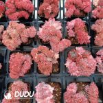 Echeveria Bradburyana Variegated Cristata - Image 2