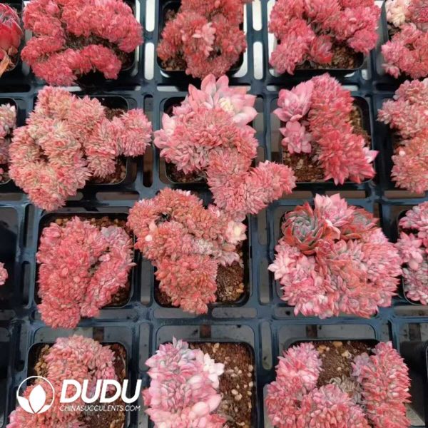 Echeveria Bradburyana Variegated Cristata - Image 2