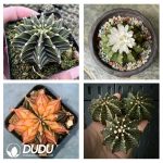 500Pcs Gymnocalycium stenopleurum Seeds - Image 2