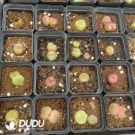 Conophytum Mixed Seeds (3000pcs) - Image 2