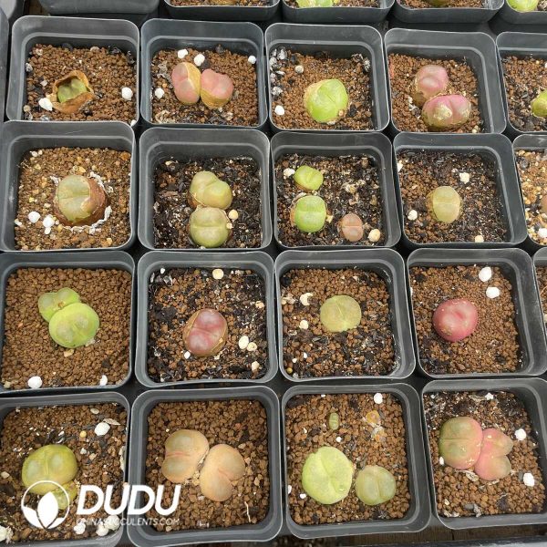 Conophytum Mixed Seeds (3000pcs) - Image 2