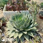 10Pcs Aloe polyphylla Seeds - Image 2