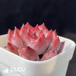 Echeveria Diamond Corolla - Image 2
