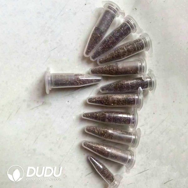 Lithops Purple Fulleri (1000pcs+) - Image 2