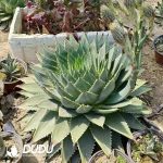 100Pcs Aloe polyphylla Seeds - Image 2