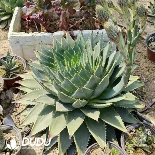 100Pcs Aloe polyphylla Seeds - Image 2
