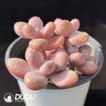 Graptopetalum amethystinum Clustering(Four Heads) - Image 2