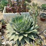 1000Pcs Aloe polyphylla Seeds - Image 2