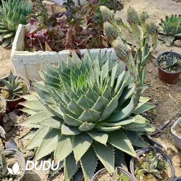 1000Pcs Aloe polyphylla Seeds - Image 2