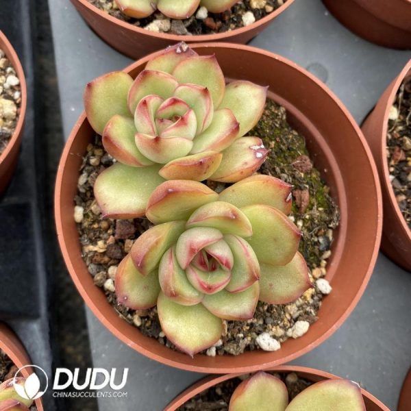 Echeveria Puli-lindsayana - Image 1
