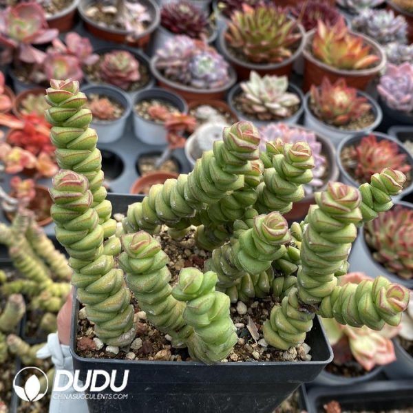 onsale100.jpeg Crassula String of Buttons - Image 1