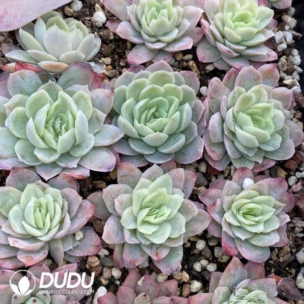 Echeveria Rasberry Ice - Image 1