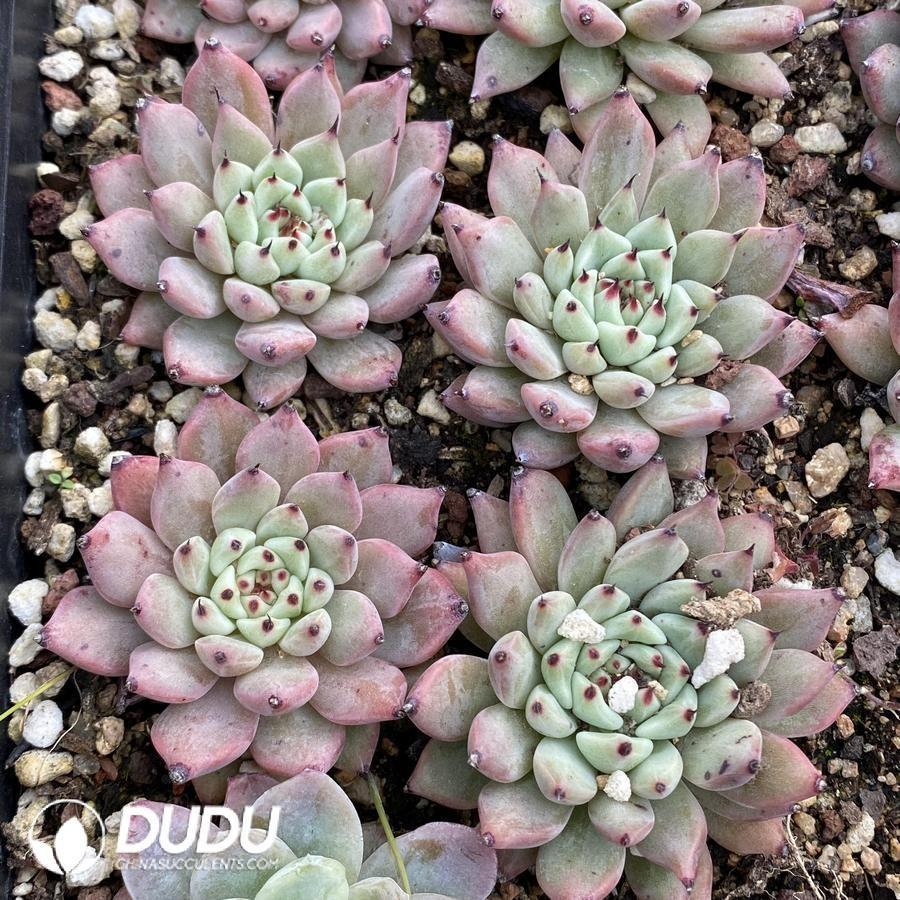 onsale102.jpeg Echeveria cuspidata var zaragozae - Image 1