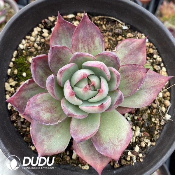 onsale103.jpeg Echeveria Agavoides Casio - Image 1