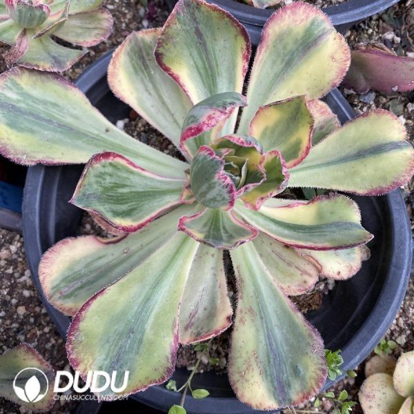 onsale104.jpeg Aeonium Blue and White Porcelain - Image 1