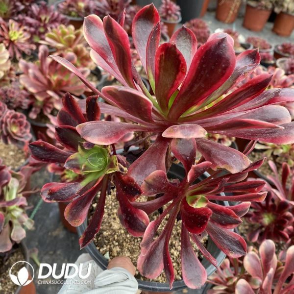 onsale107.jpeg Aeonium Superbang - Image 1