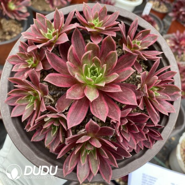 Aeonium Phoenix Variegated - Image 1