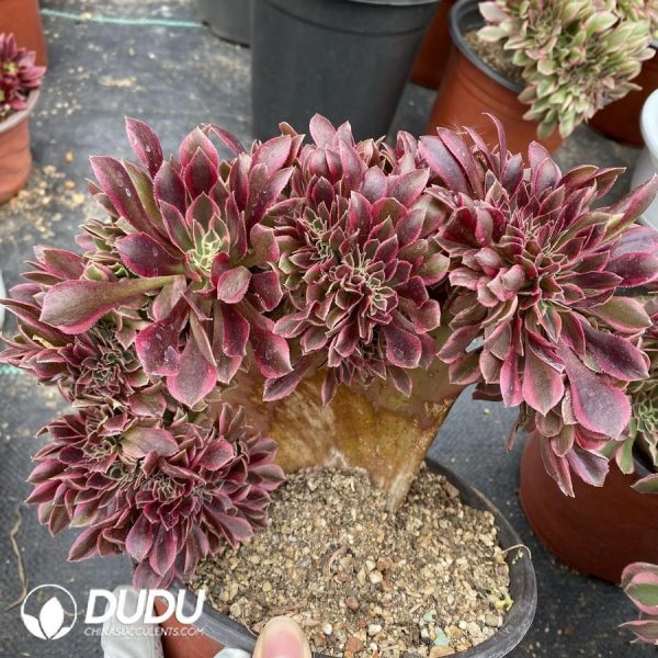 onsale109.jpeg Aeonium Goddess Cristata - Image 1