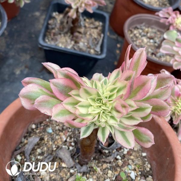 Aeonium Confession Cristata - Image 1