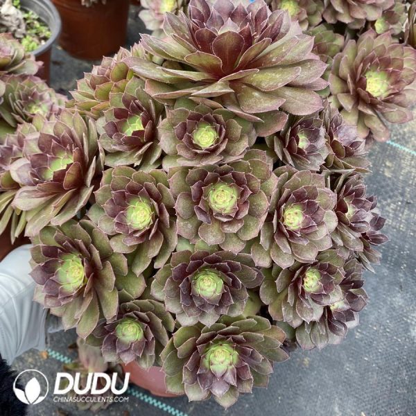 onsale111.jpeg Aeonium Red Devil - Image 1