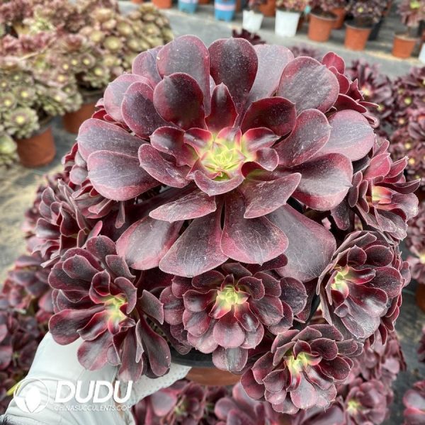 onsale112.jpeg Aeonium Phoenix Coronet Cluster - Image 1