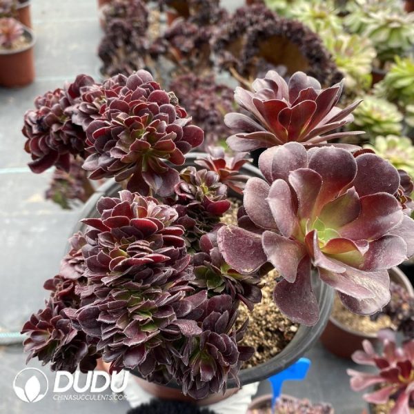 onsale114.jpeg Aeonium Arboreum Velour European - Image 1
