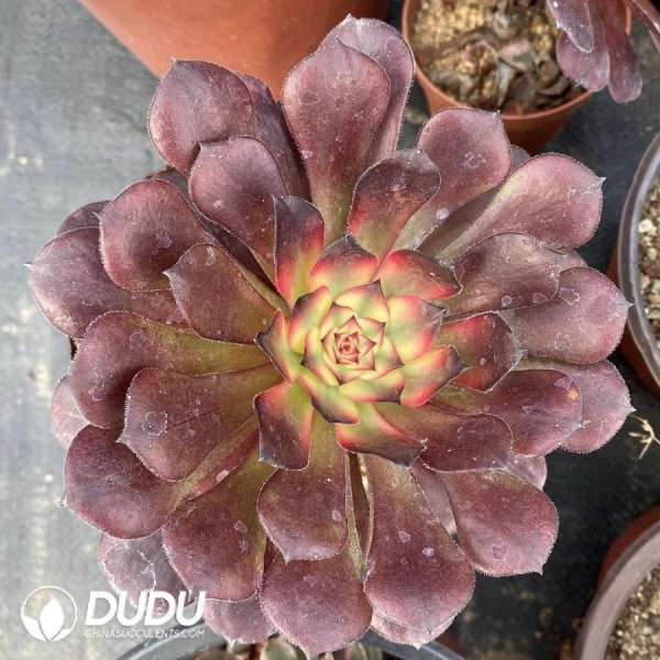 Aeonium Black King Kong - Image 1