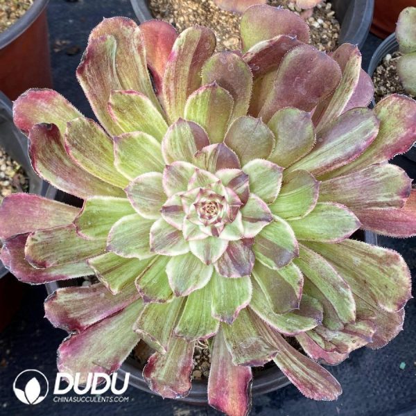 onsale117.jpeg Aeonium Ink Painting - Image 1