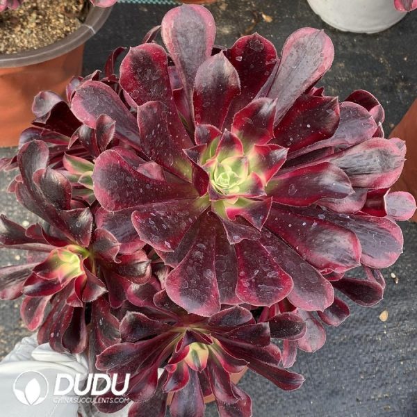 Aeonium Caput-Medusae - Image 1