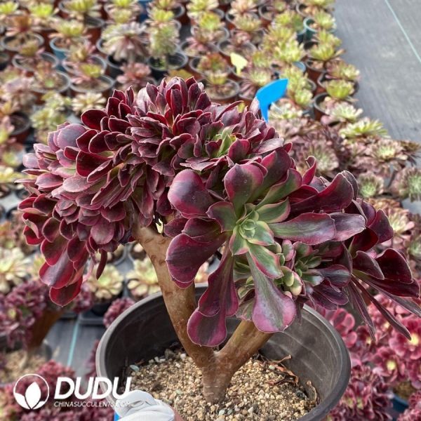 onsale119.jpeg Aeonium Caput-Medusae Variegated Cristata - Image 1