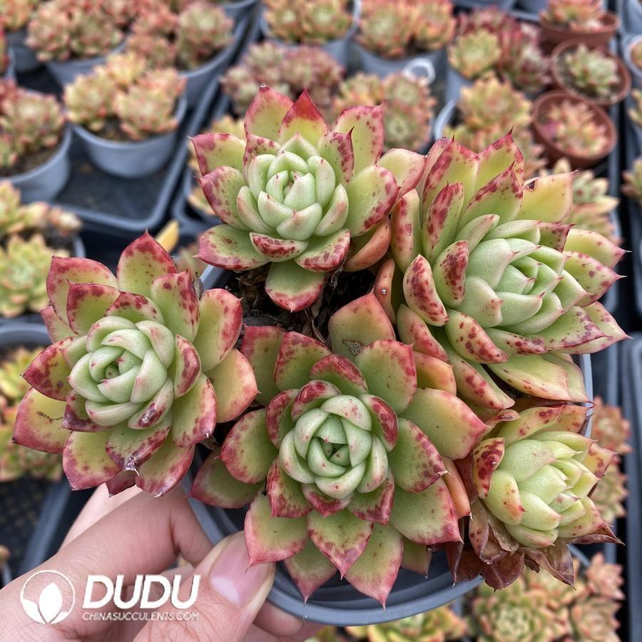 onsale12.jpeg Echeveria Gilva - Image 1