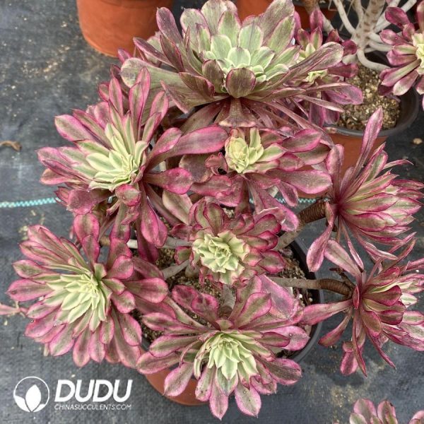 onsale120.jpeg Aeonium Xianmo - Image 1
