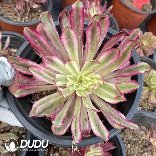 Aeonium Xianmo Small - Image 1