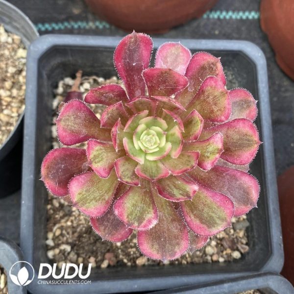 onsale122.jpeg Aeonium Sweet Pomegranate - Image 1