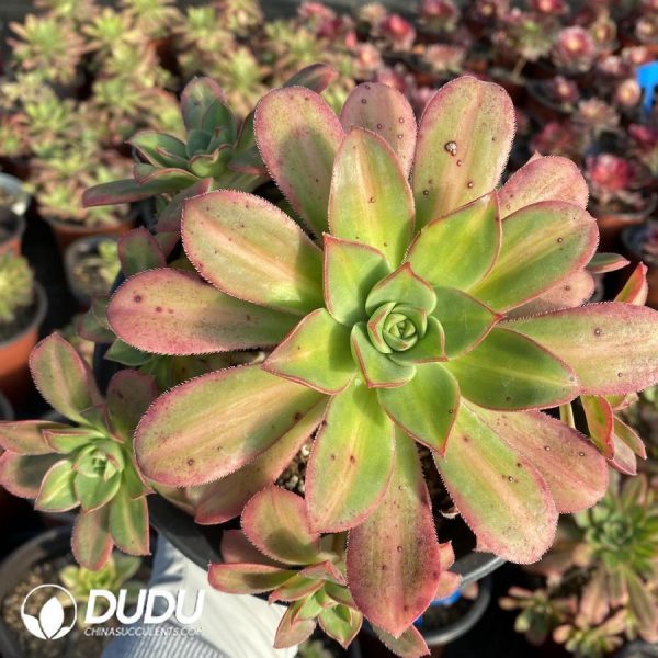 onsale123.jpeg Aeonium Star - Image 1