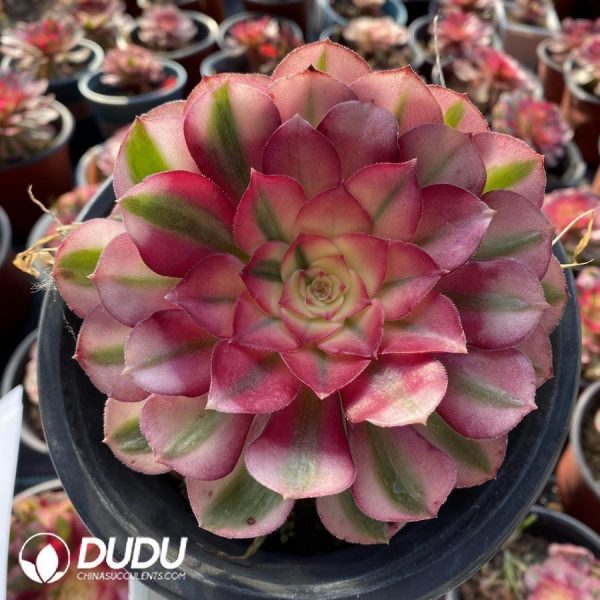 onsale124.jpeg Aeonium Litchi - Image 1