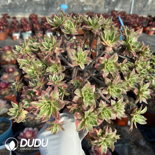 onsale125.jpeg Aeonium Bare metal - Image 1