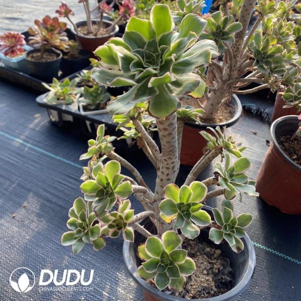 Aeonium Green Rose - Image 1