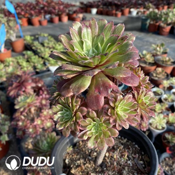onsale127.jpeg Aeonium Aeonium Stars Big - Image 1