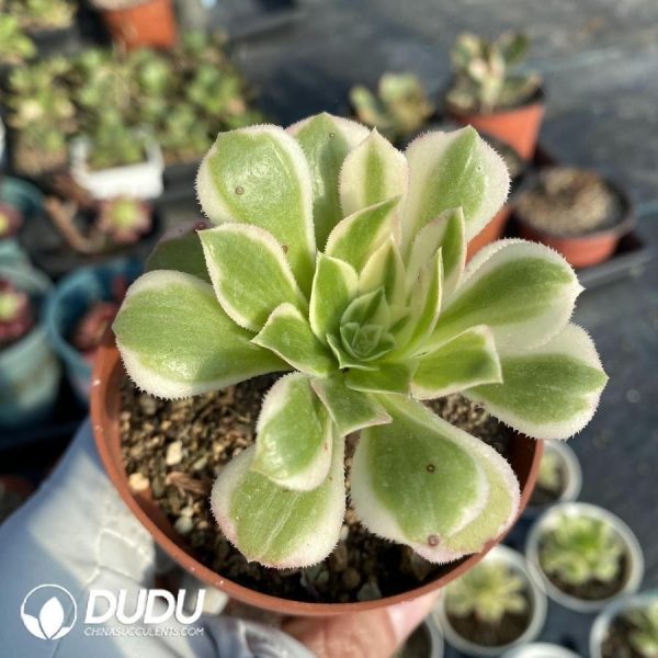 Aeonium Jade - Image 1