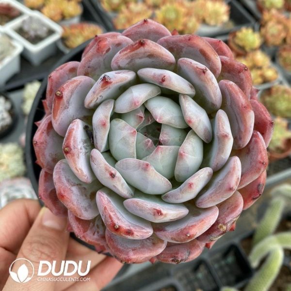Echeveria Orange - Image 1