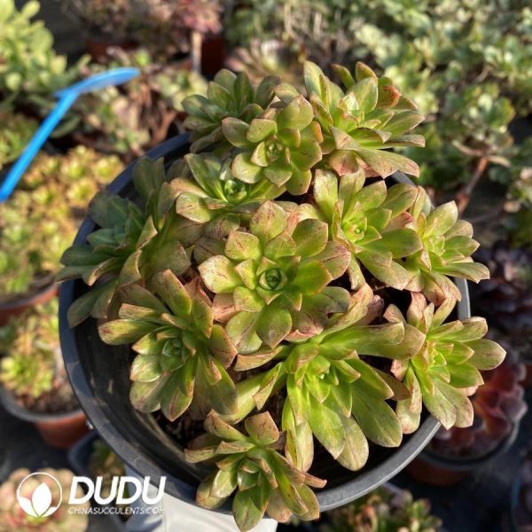 Aeonium Matcha - Image 1